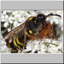 Tenthredo vespa - Blattwespe 02c.jpg